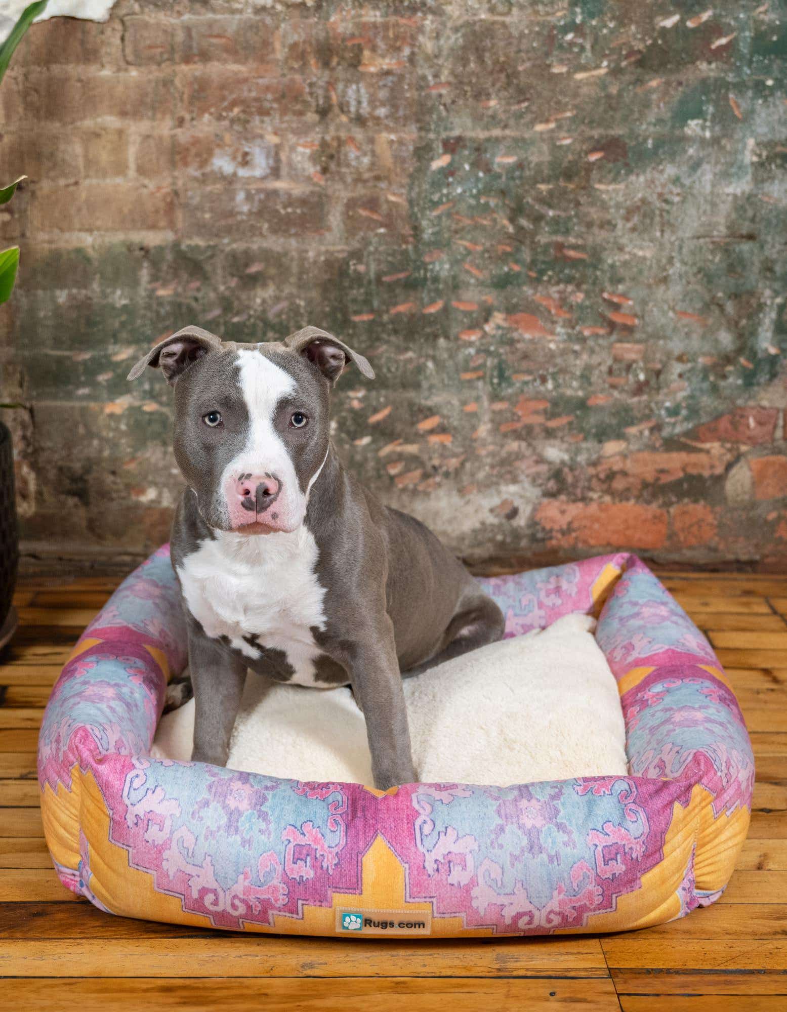 A gray and white pit bull sits in a multi-colored rectangular pet bed with a cream cushion, on a wooden floor.