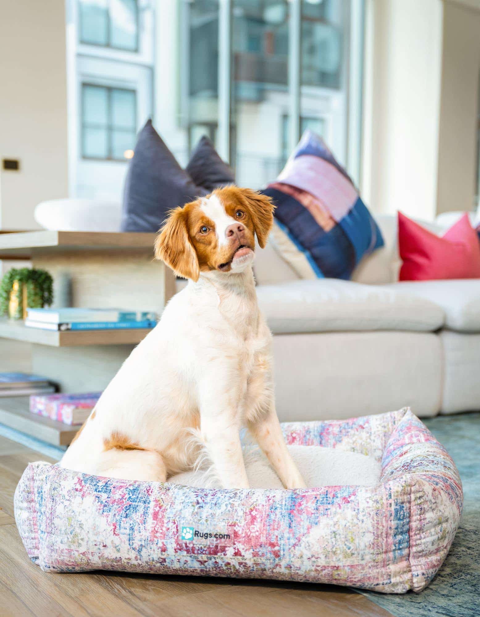 A Brittany Spaniel dog sits in a multi-colored rectangular pet bed with an abstract pattern, on a wooden floor in a modern living room.