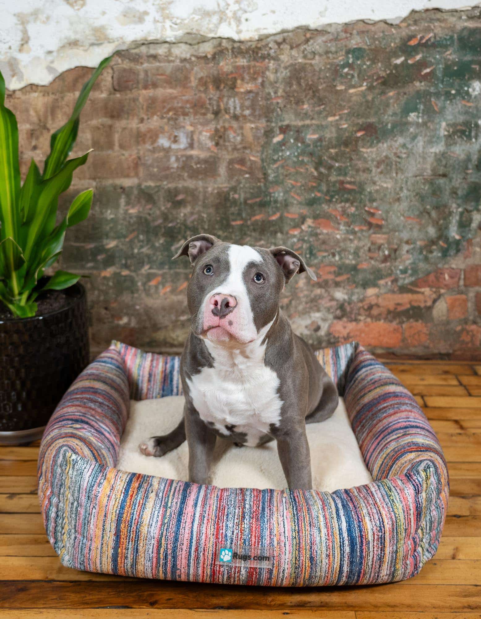 A gray and white pit bull sits in a medium rectangular pet bed with multi-colored striped fabric.