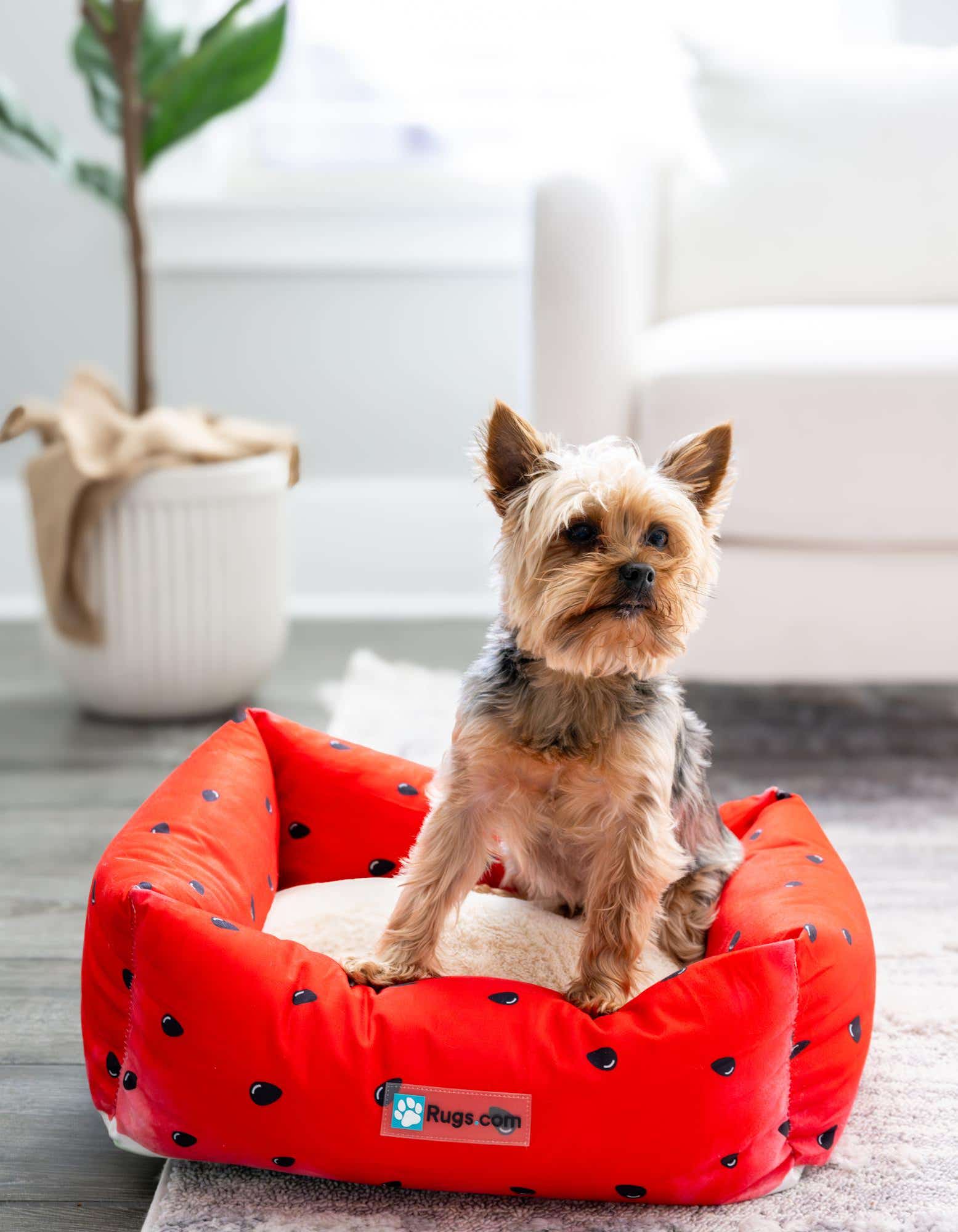 A small Yorkshire Terrier dog sits in a vibrant red pet bed with black seed-like dots, resembling a watermelon, on a light rug.