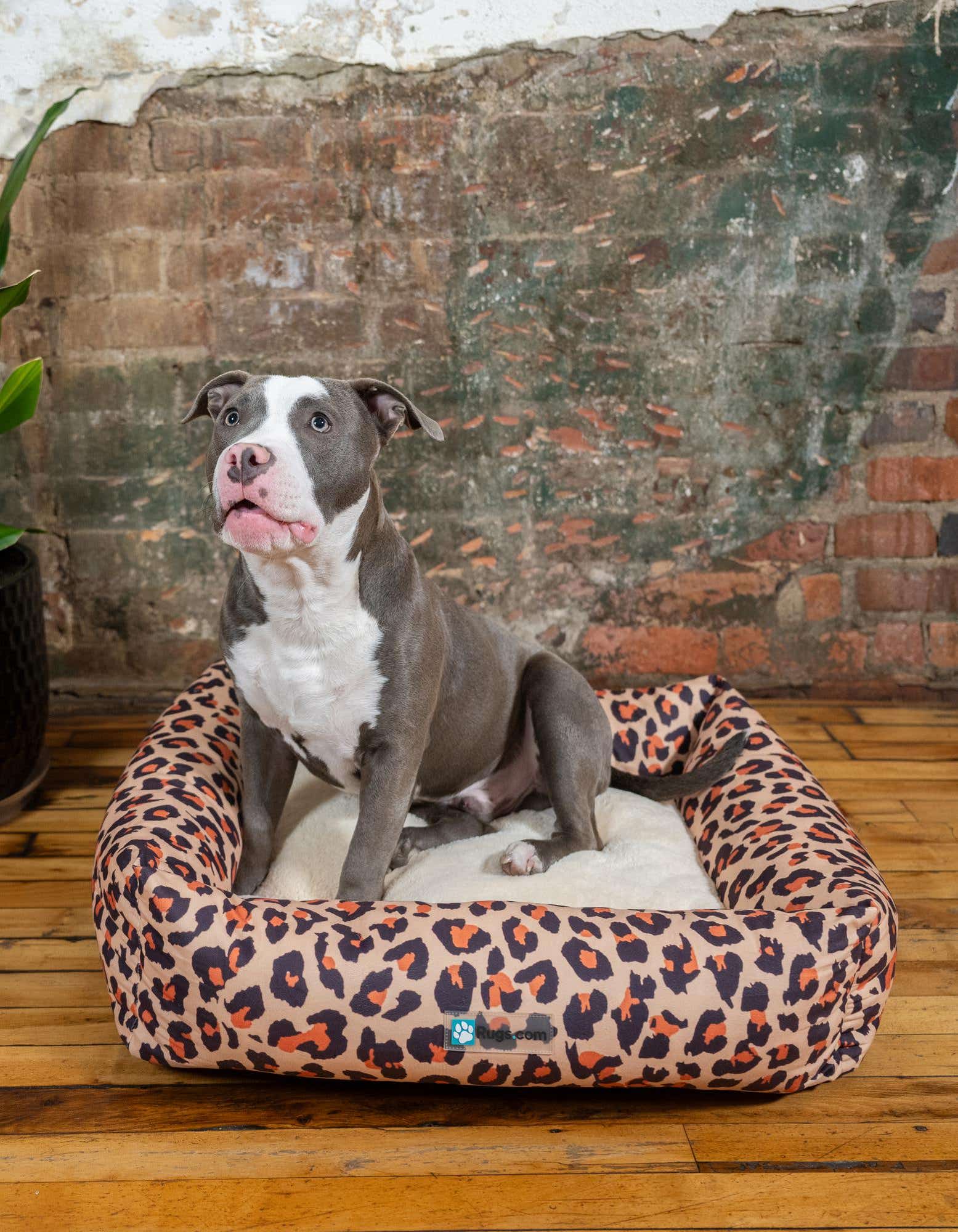 A gray and white pit bull sits in a rectangular pet bed with a leopard print pattern on a wooden floor.