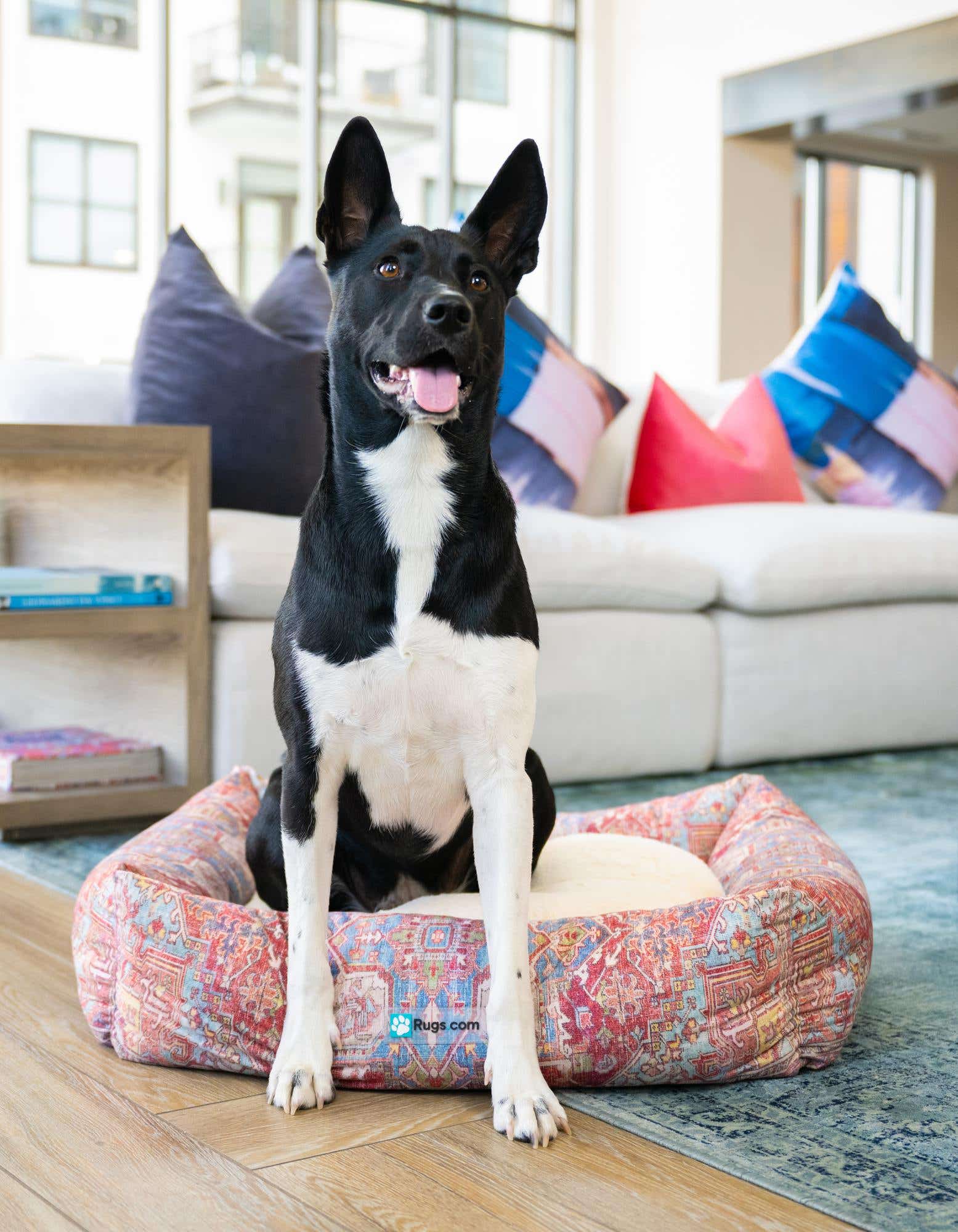 A black and white dog sits in a multi-colored rectangular pet bed with a vibrant, intricate pattern, on a light wood floor next to a blue area rug.