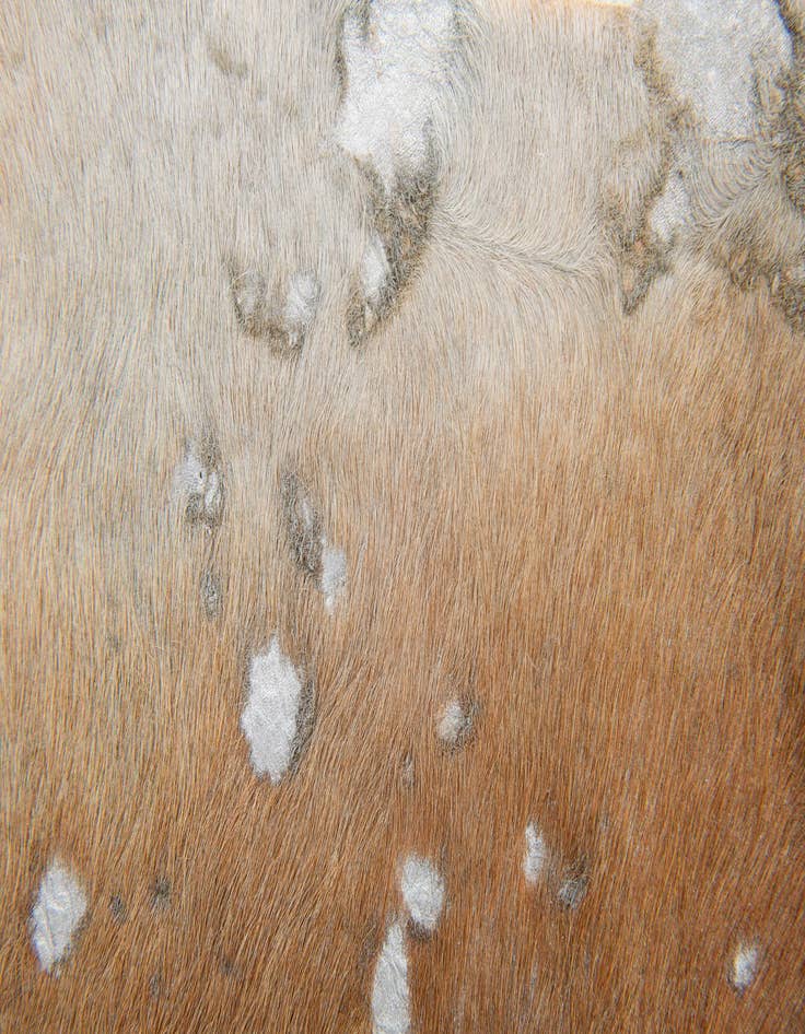 Detail image of  6' 2 x 6' 10 Cowhide Leather Freeform Rug