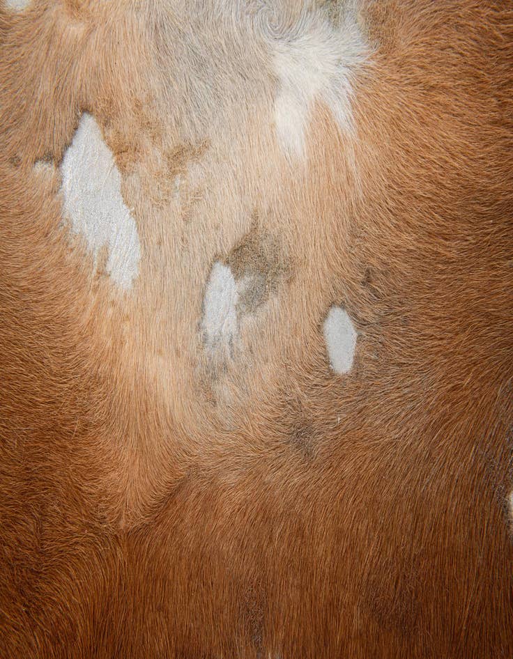 Detail image of  6' 5 x 7' 9 Cowhide Leather Freeform Rug