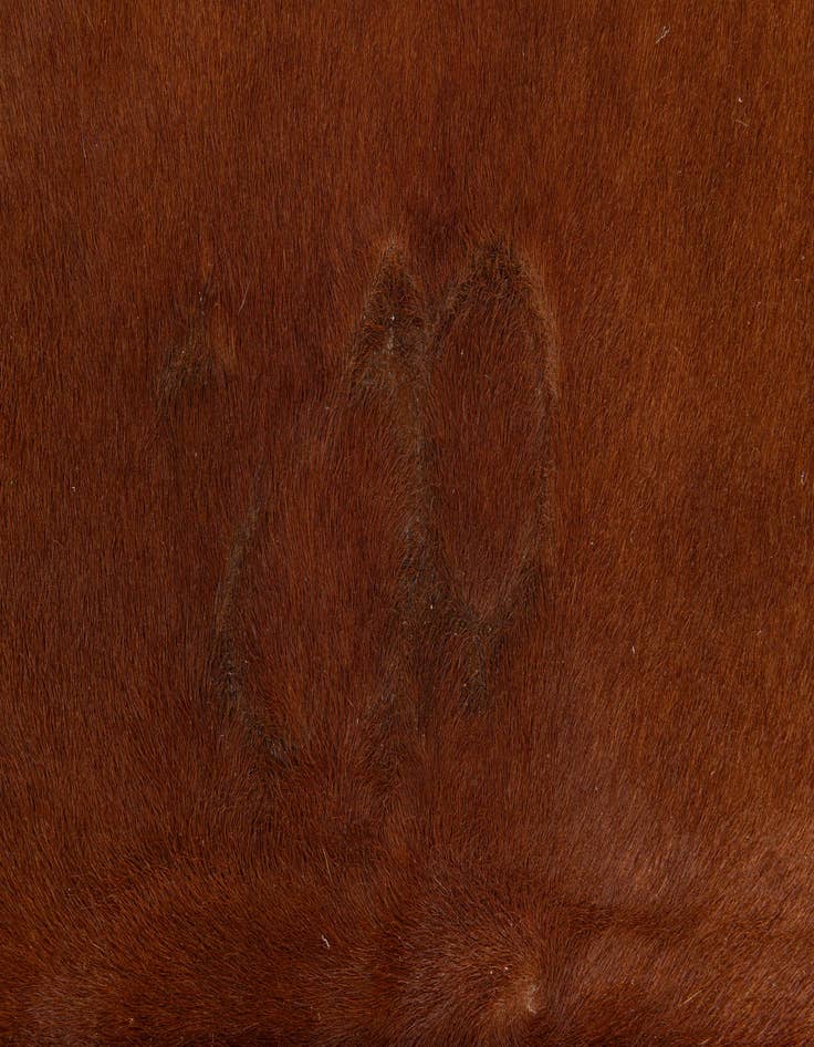 Detail image of  4' 10 x 6' 2 Cowhide Leather Rug