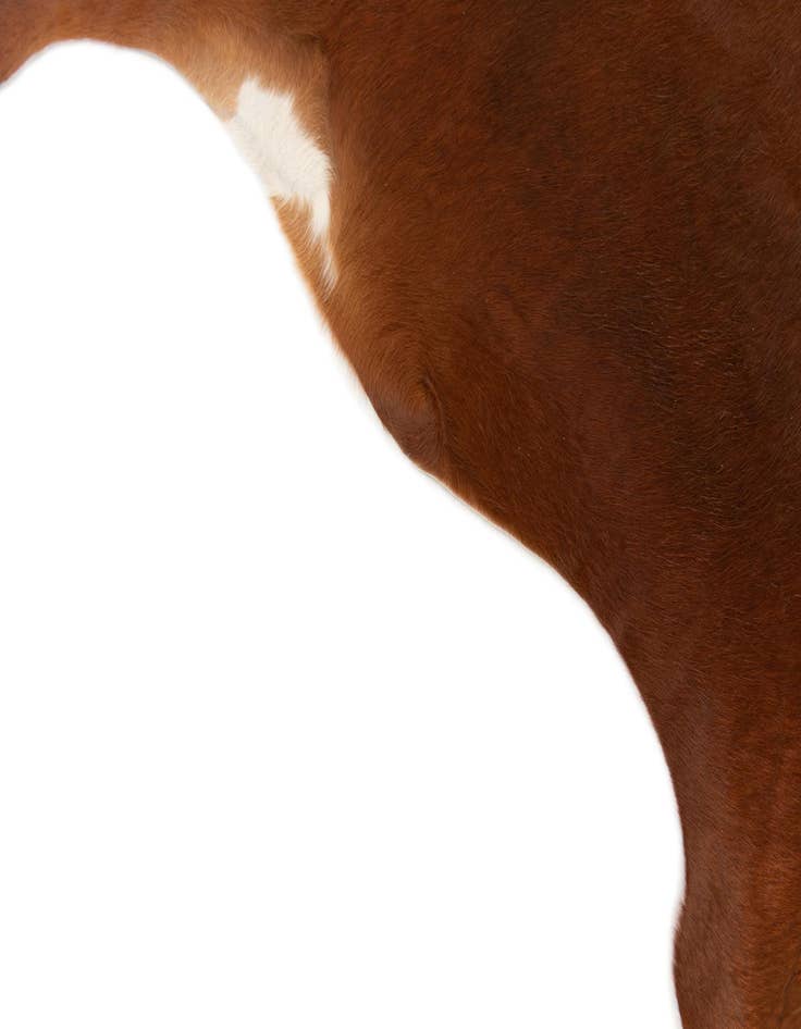 Detail image of  5' 3 x 5' 7 Cowhide Leather Rug