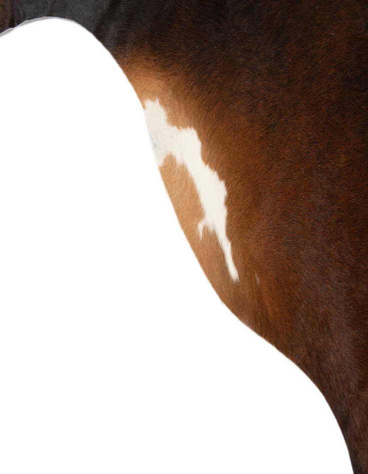 Detail image of  6' 5 x 7' 1 Cowhide Leather Rug