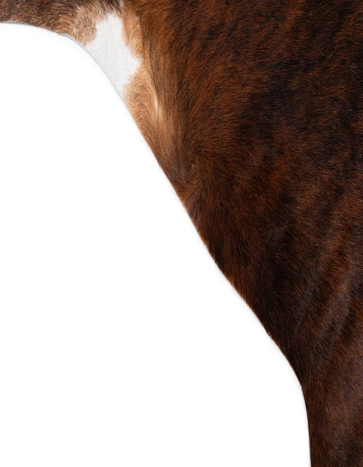 Detail image of  6' 1 x 6' 10 Cowhide Leather Rug