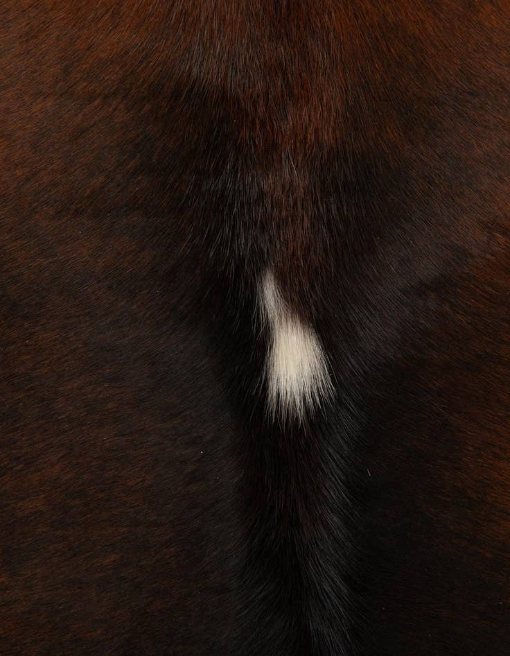 Detail image of  4' 4 x 5' 1 Cowhide Leather Rug