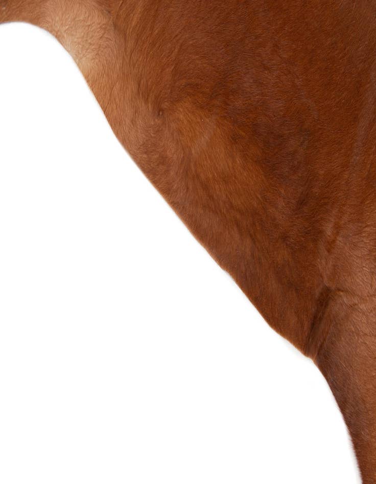 Detail image of  6' 7 x 6' 10 Cowhide Leather Square Rug