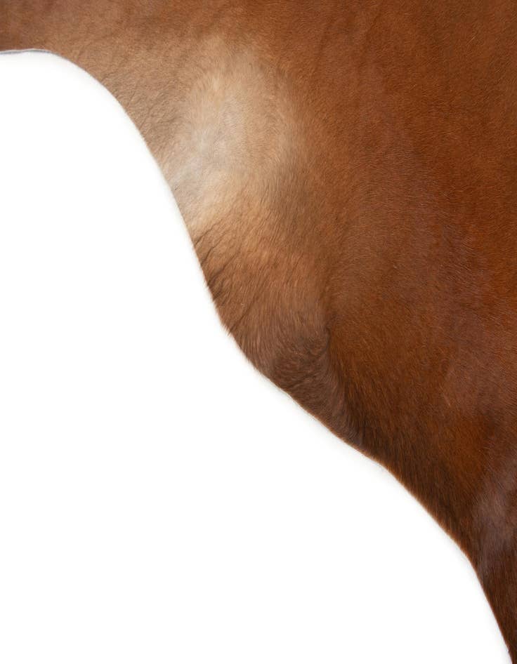 Detail image of  6' 4 x 6' 11 Cowhide Leather Square Rug