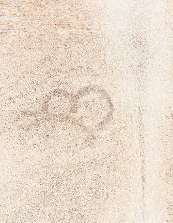 Detail image of  5' 2 x 6' 8 Cowhide Leather Rug
