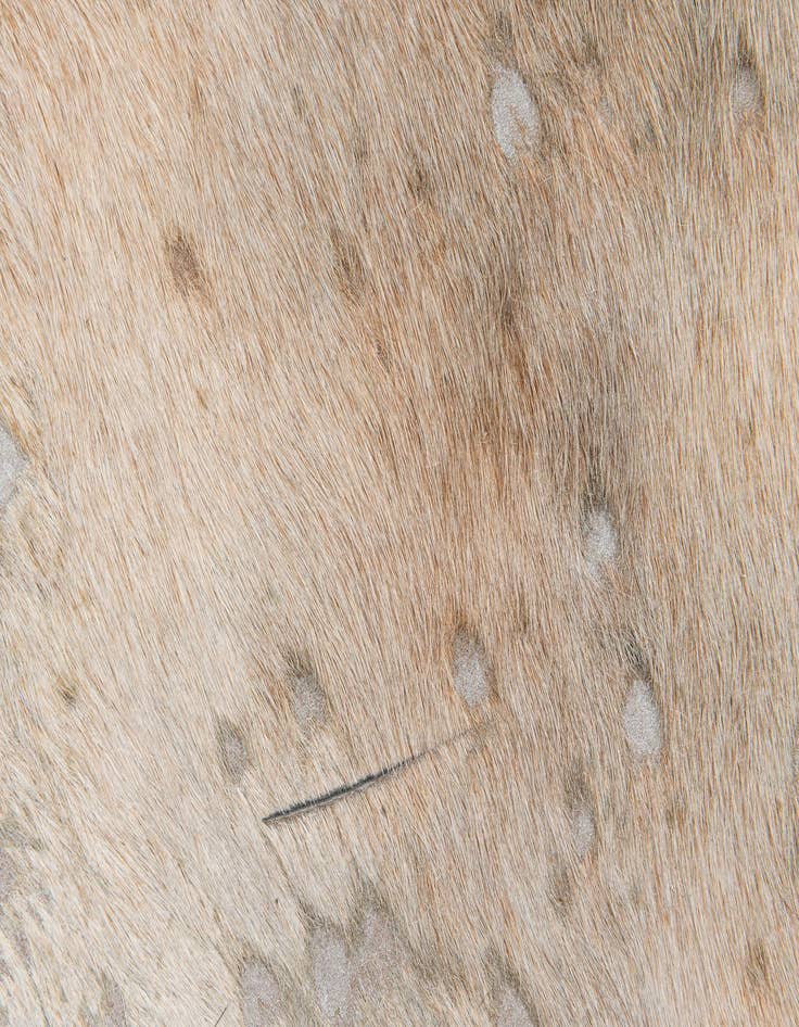 Detail image of  6' 3 x 7' 3 Cowhide Leather Square Rug