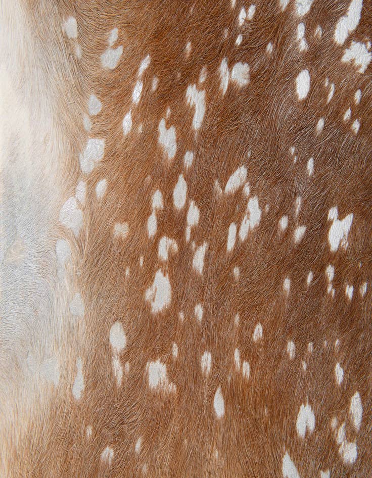 Detail image of  7' 2 x 7' 4 Cowhide Leather Freeform Rug