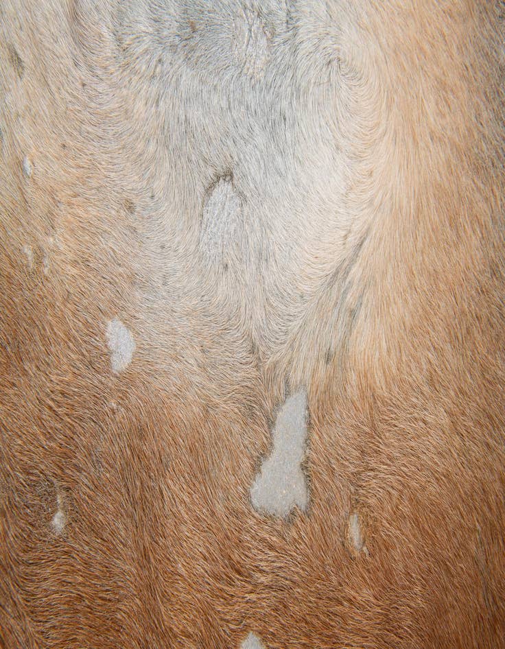 Detail image of  6' 7 x 7' 3 Cowhide Leather Freeform Rug