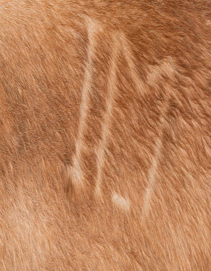 Detail image of  6' 3 x 6' 8 Cowhide Leather Freeform Rug