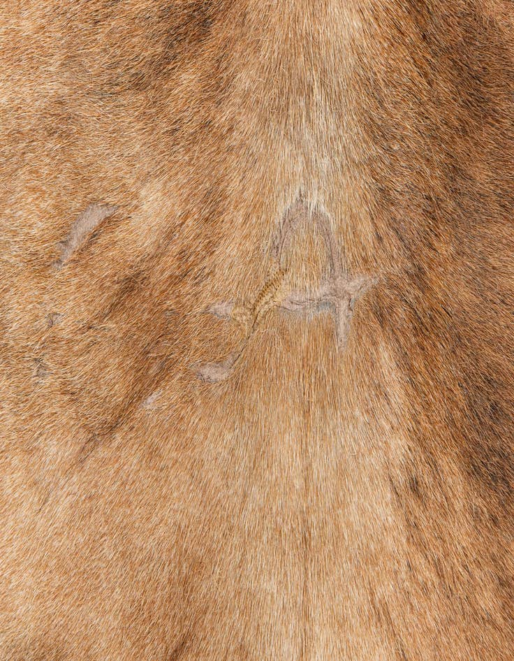 Detail image of  4' 1 x 4' 4 Cowhide Leather Square Rug