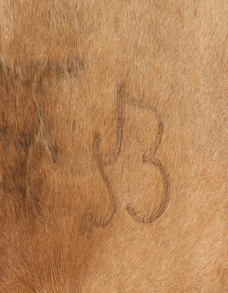 Detail image of  4' 4 x 4' 9 Cowhide Leather Square Rug
